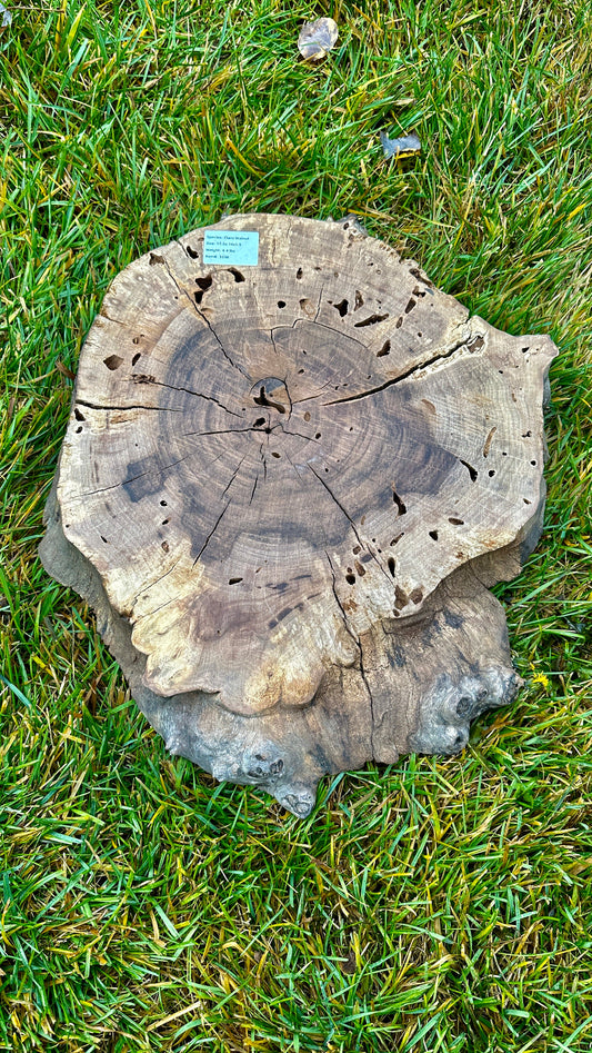 Claro Walnut Burl Small Round #3338