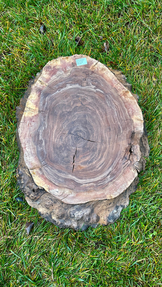 Claro Walnut Burl Round #3339