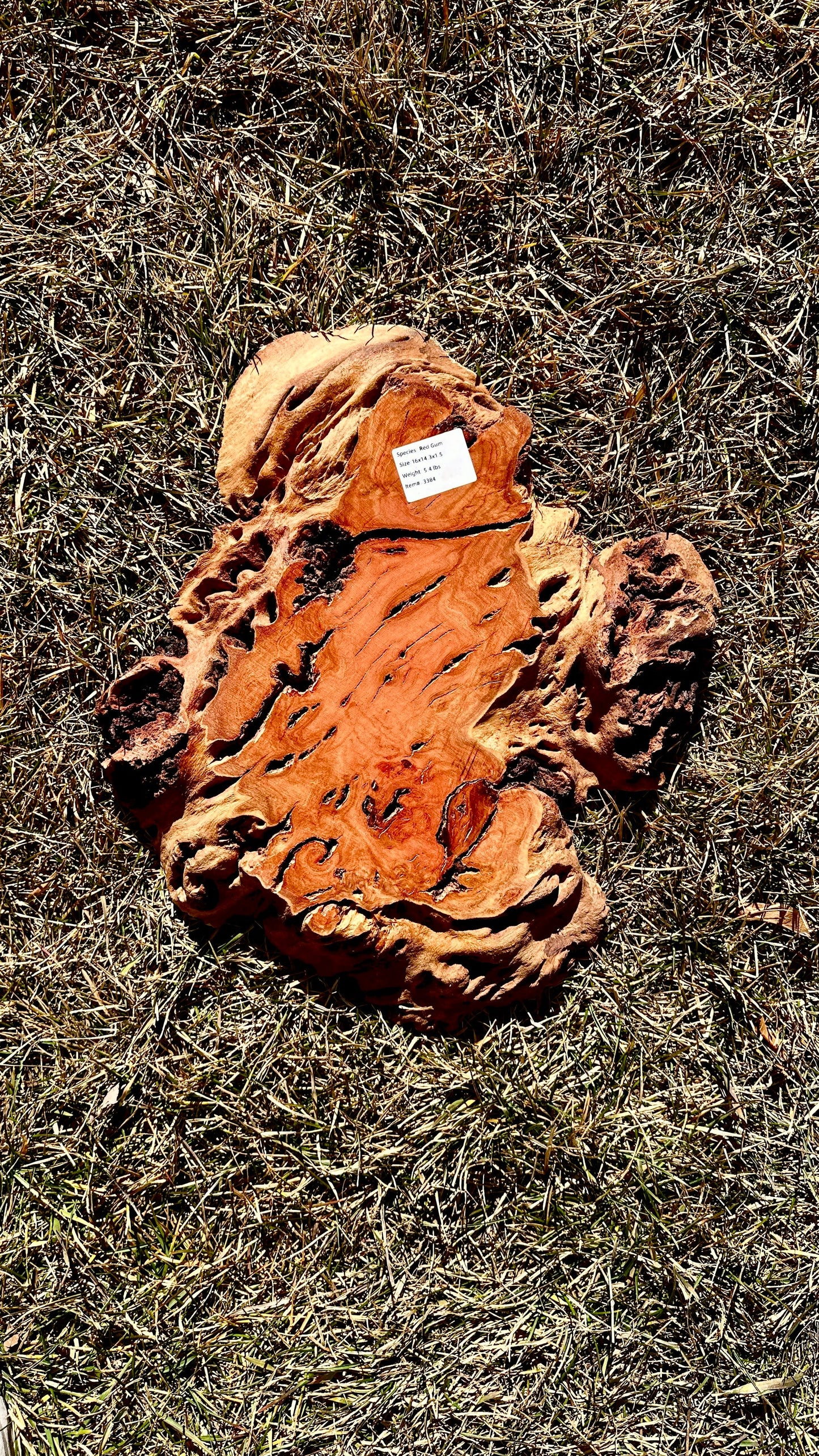 Red Gum Burl Small Full #3384
