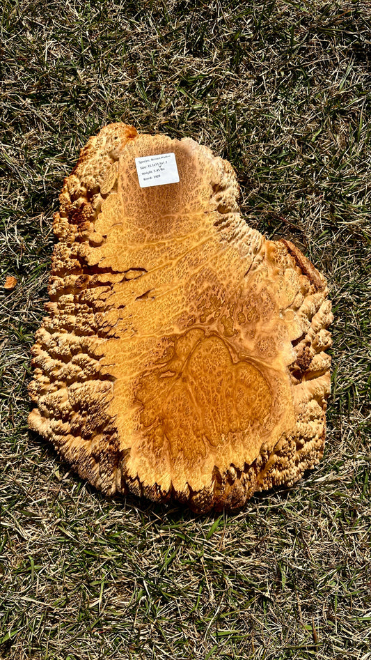 Brown Mallee Burl Small Round #3429