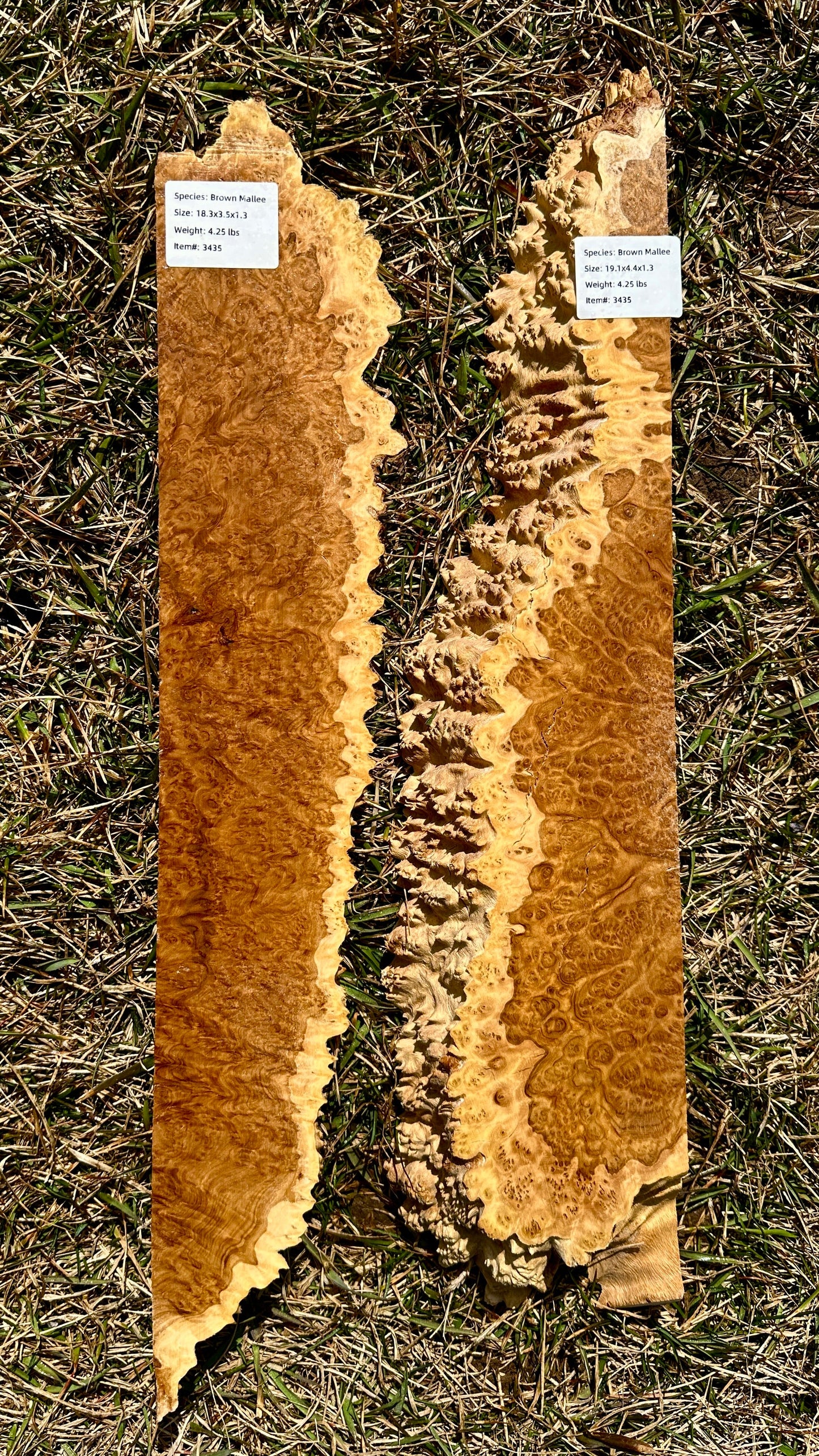 Brown Mallee Burl Set #3435