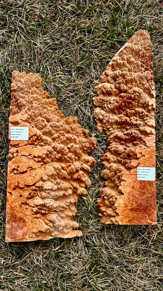 Red Mallee Burl Set #3449