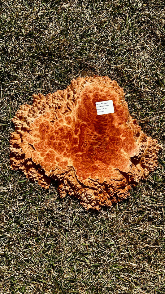 Red Mallee Burl Small Round #3460