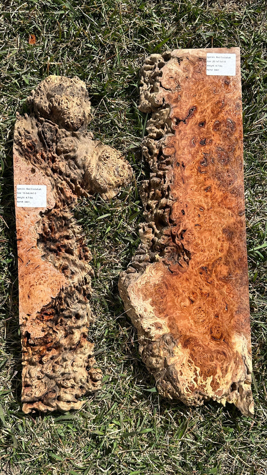 Red Coolabah Burl Set #3461