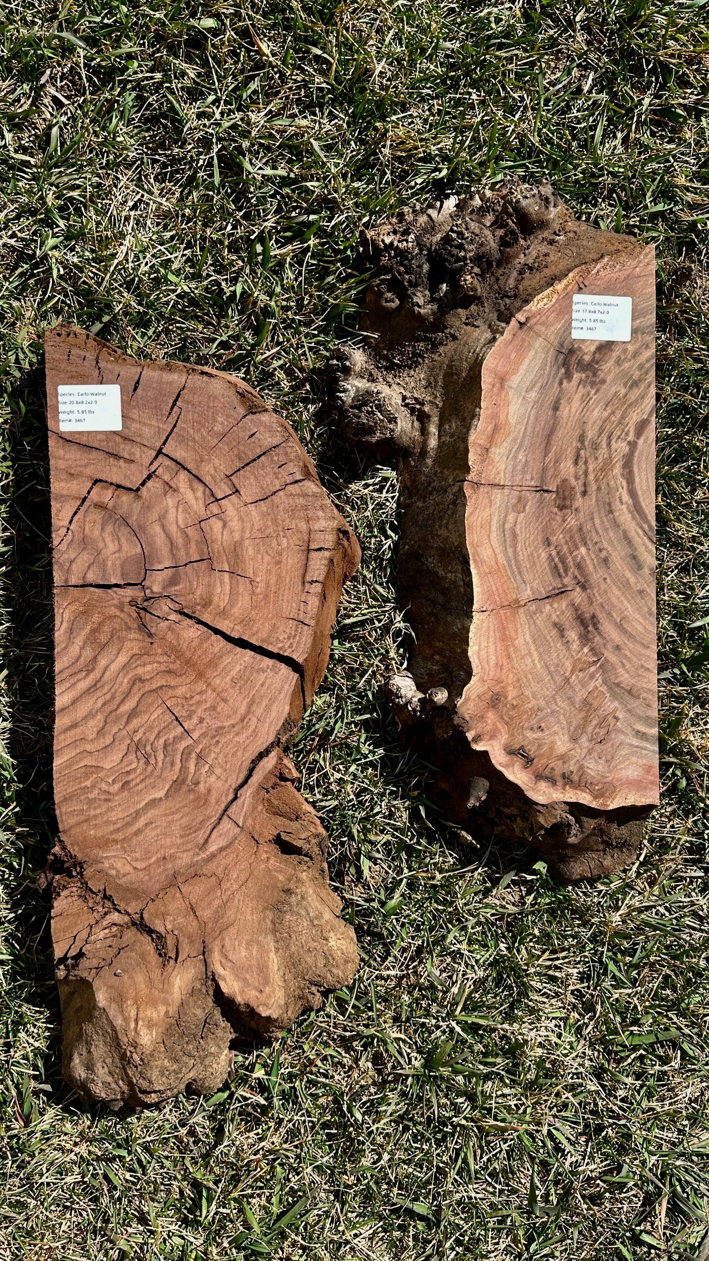 Claro Walnut Burl Set #3467