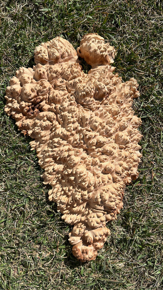 Red Mallee Burl Cap #3471