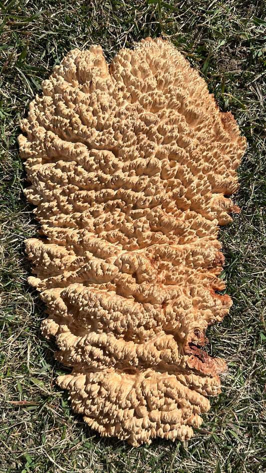 Red Mallee Burl Cap #3473