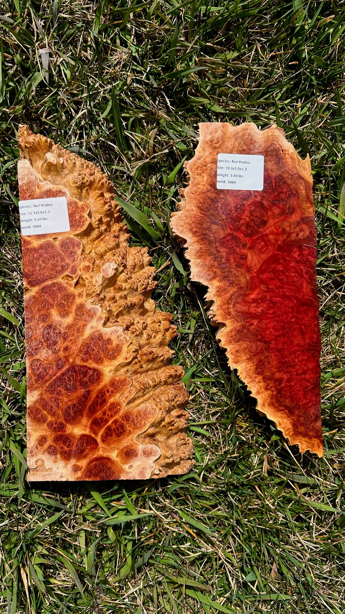 Red Mallee Burl Set #3484