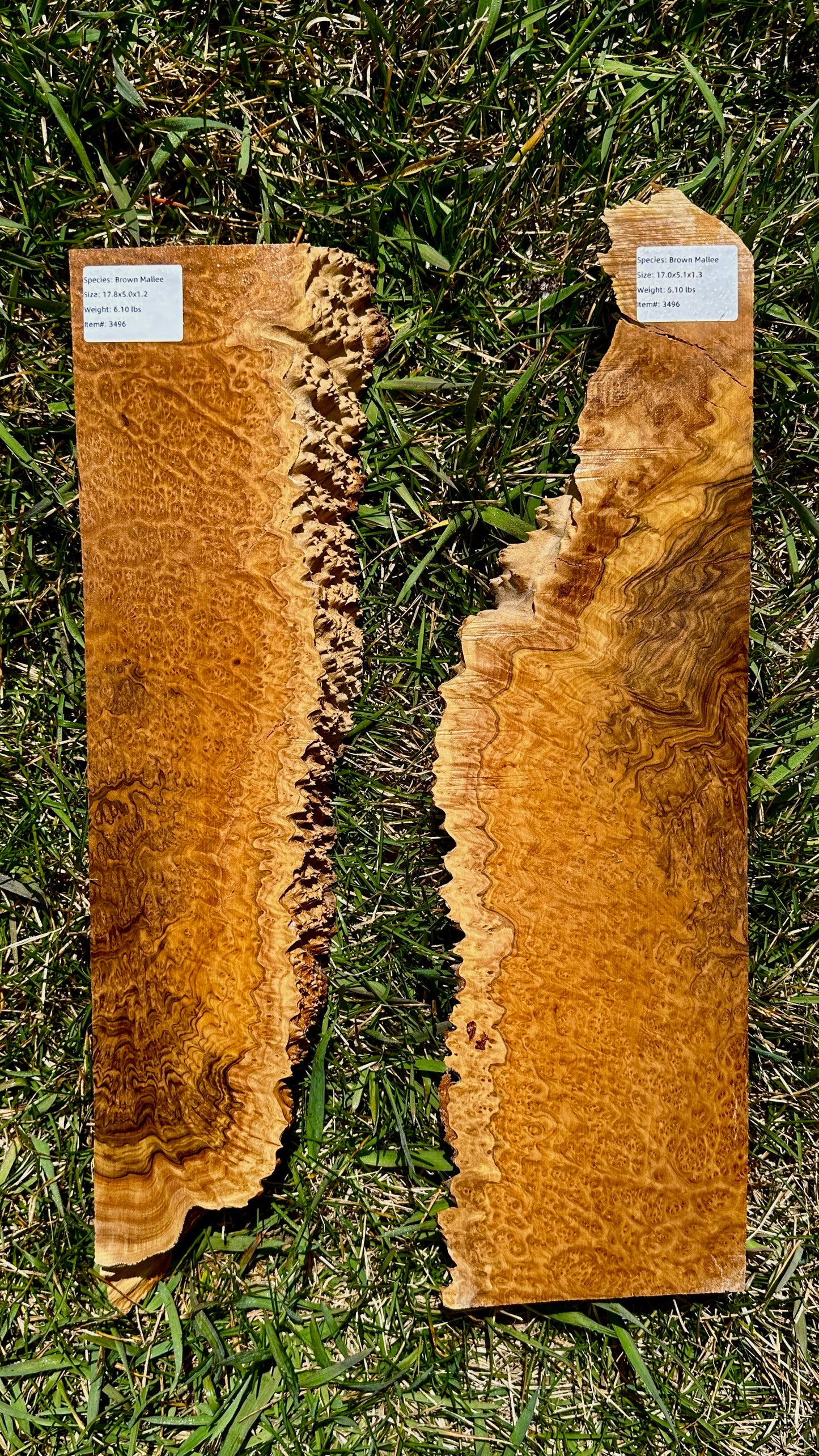 Brown Mallee Burl Set #3496