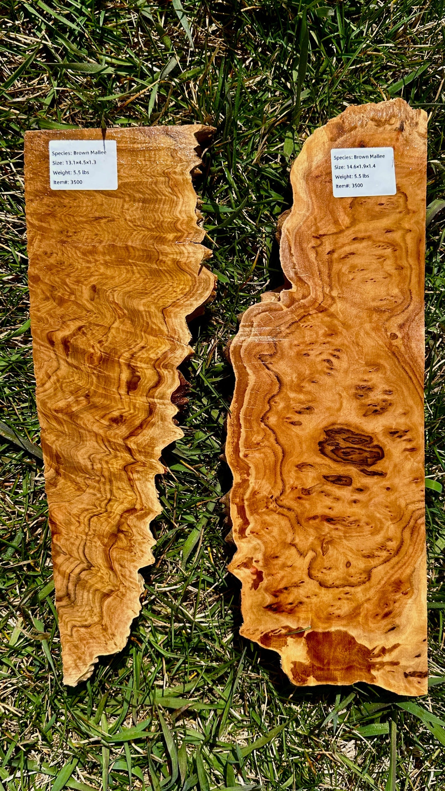 Brown Mallee Burl Set #3500