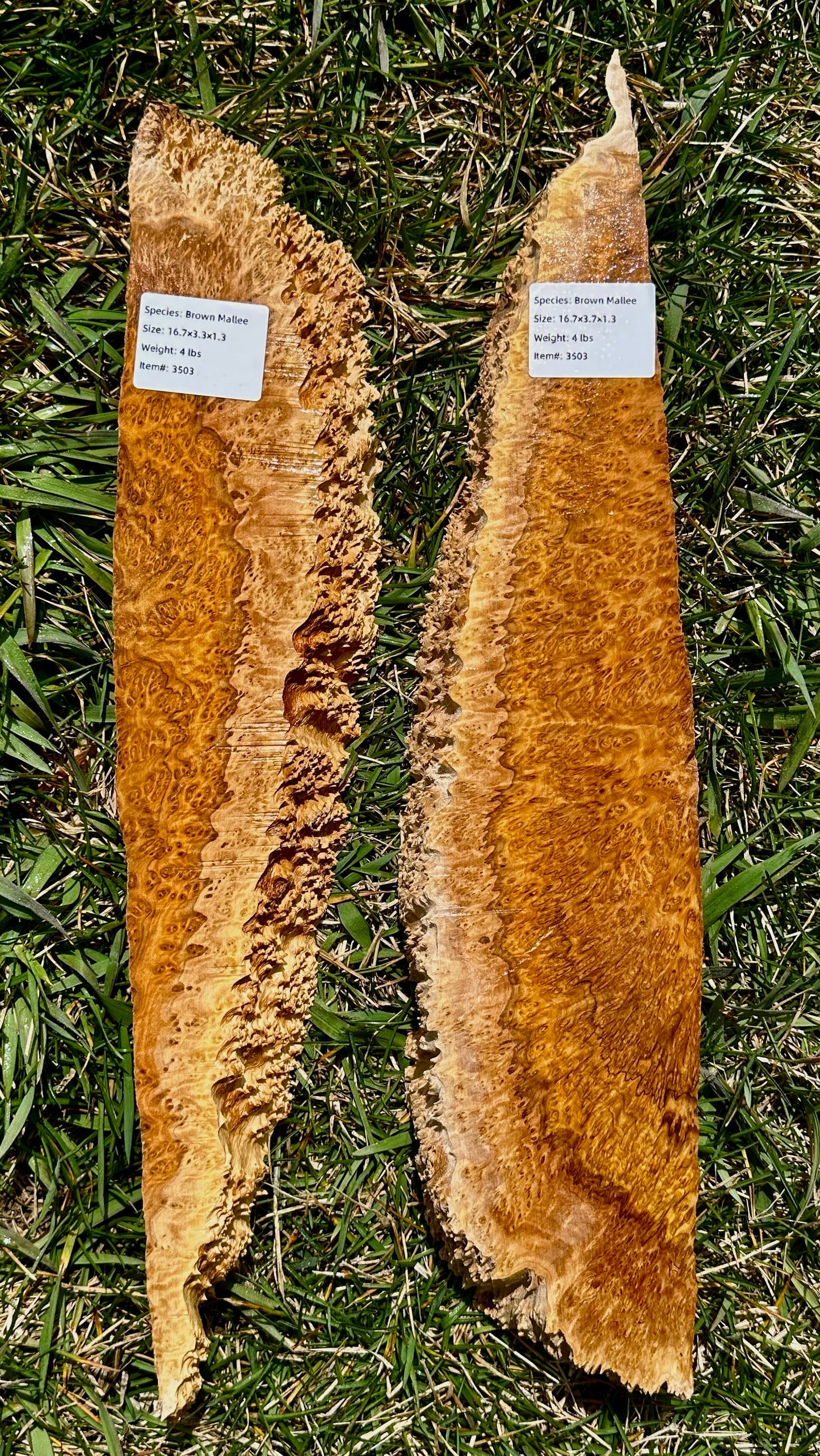 Brown Mallee Burl Set #3503