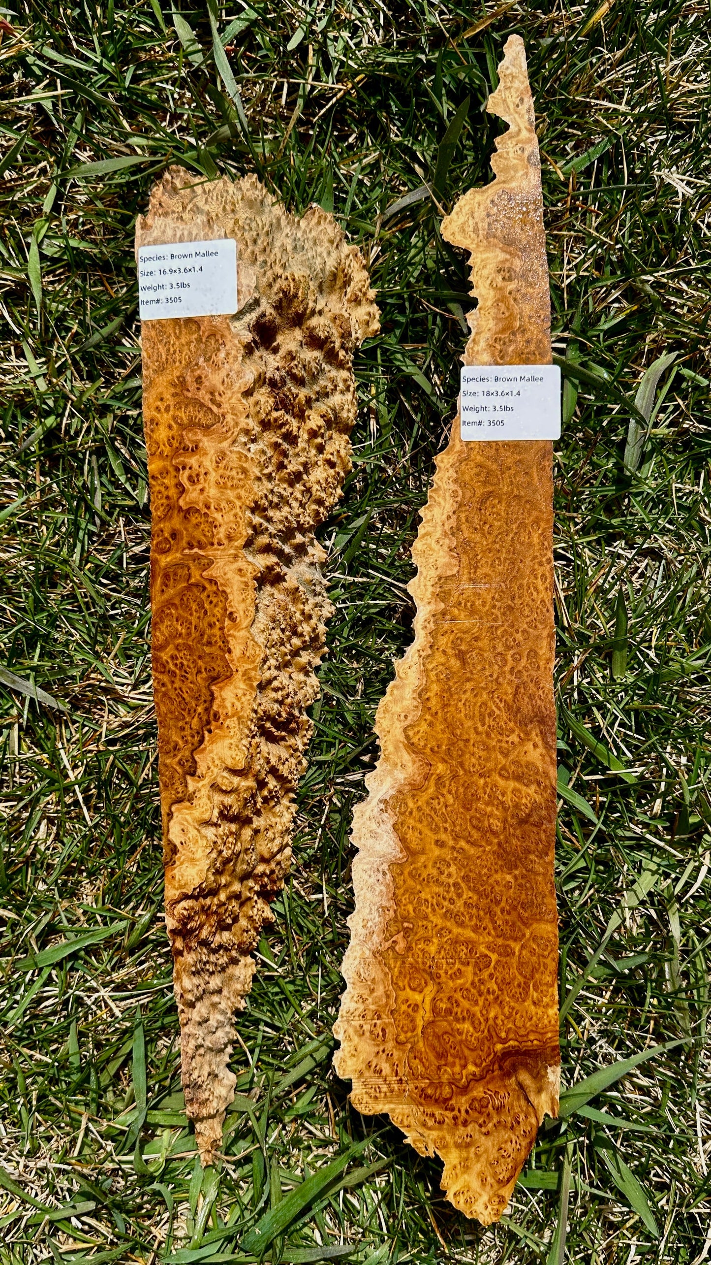 Brown Mallee Burl Set #3505