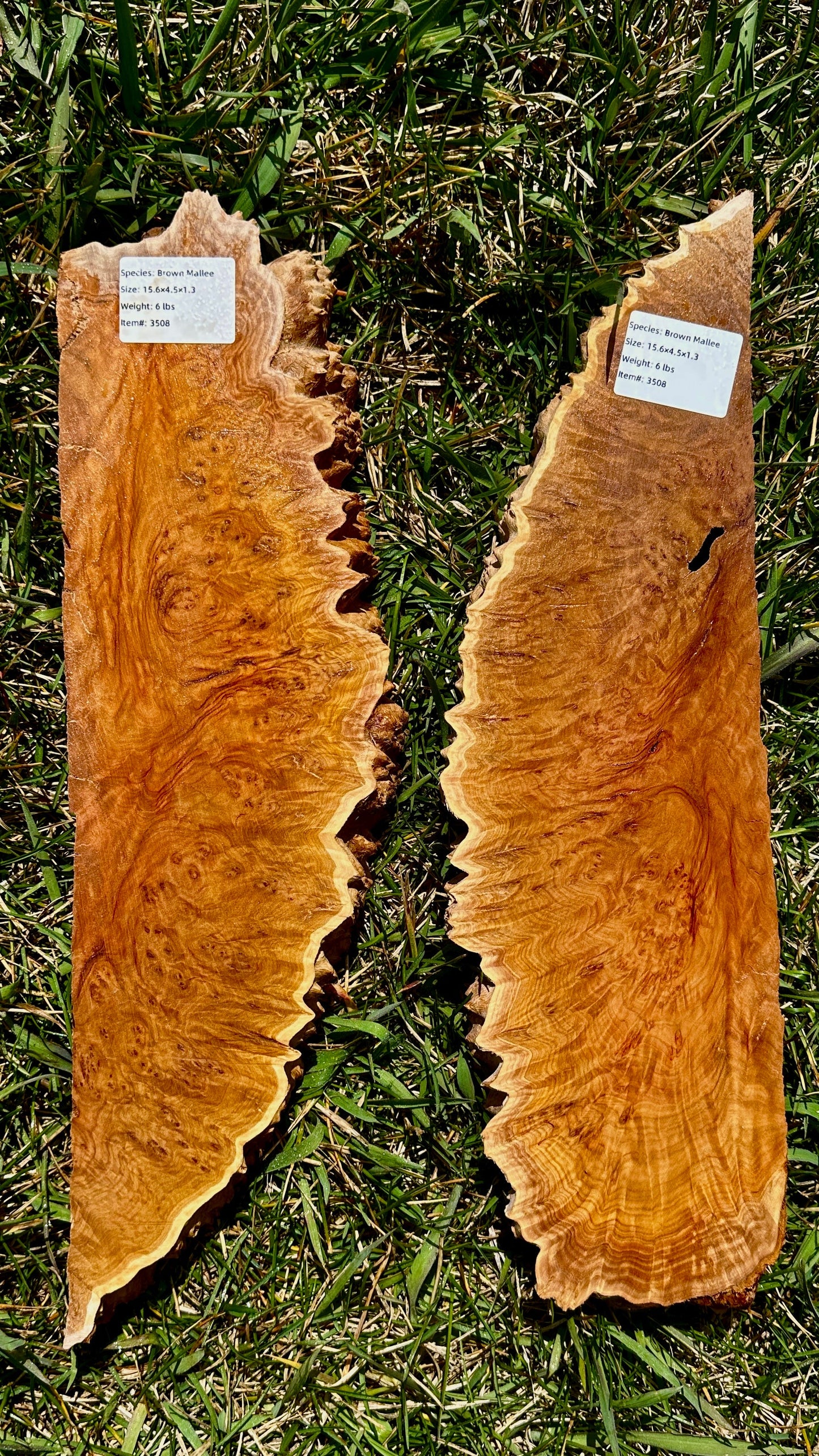 Brown Mallee Burl Set #3508