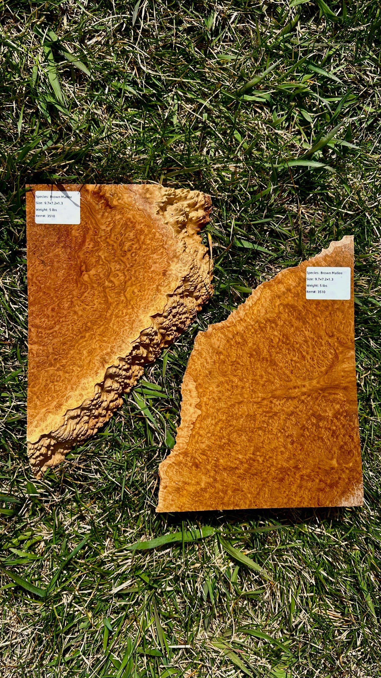Brown Mallee Burl Set #3510