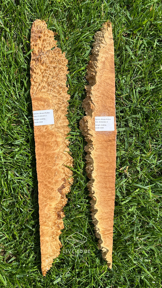 Brown Mallee Burl Set #3539