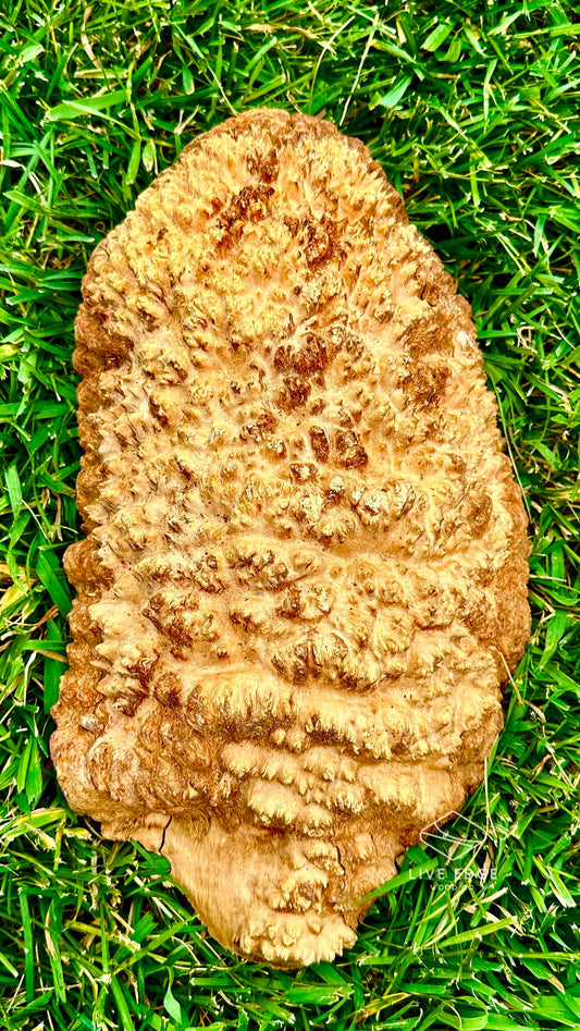 Brown Mallee Burl Cap #3582