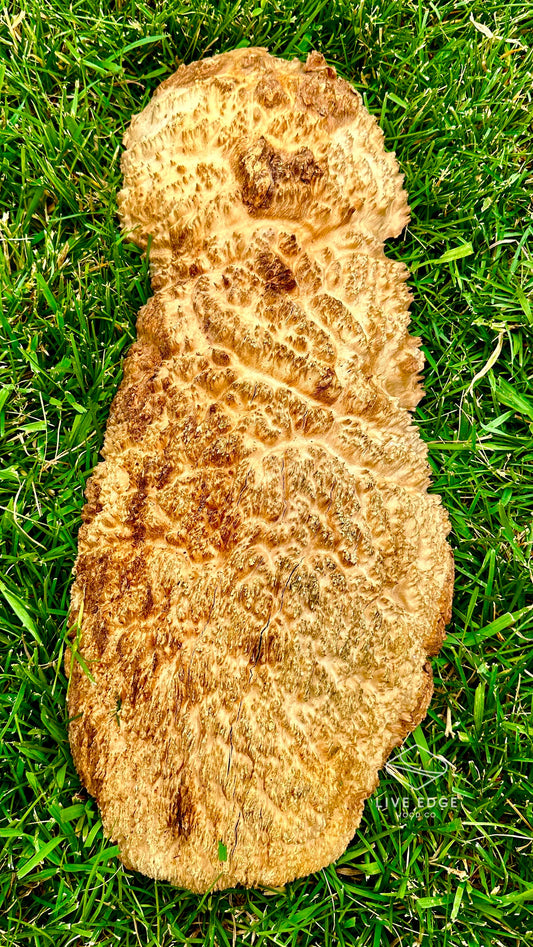 Brown Mallee Burl Cap #3583