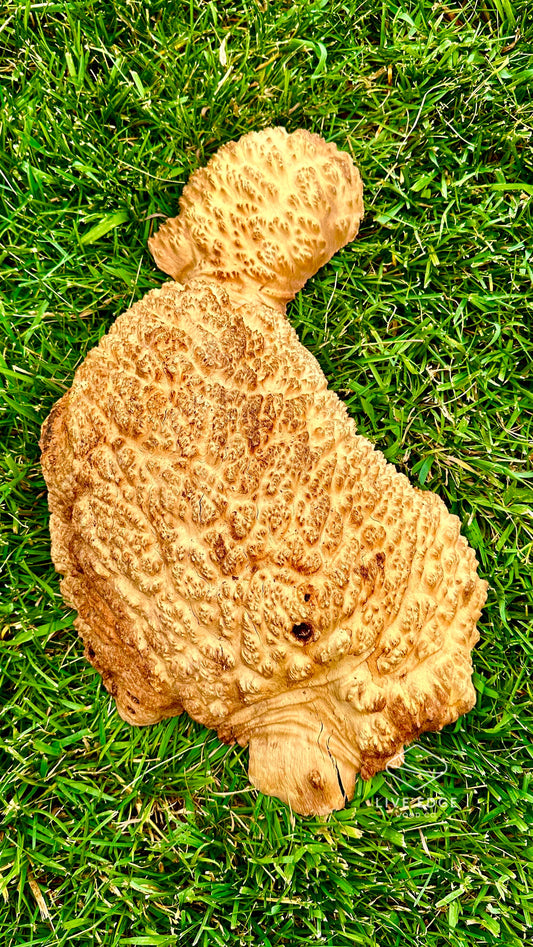 Brown Mallee Burl Cap #3584
