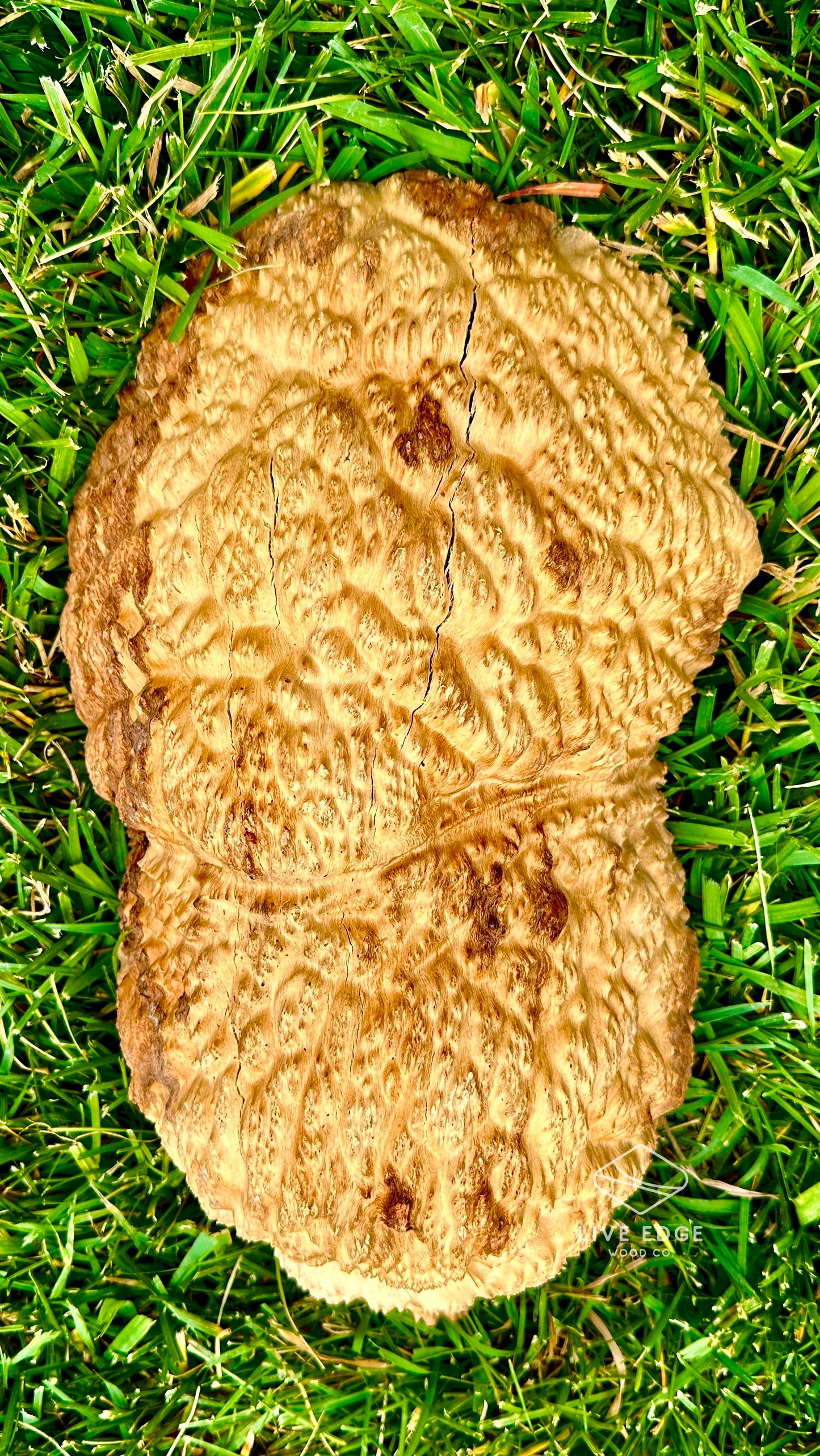 Brown Mallee Burl Cap #3586