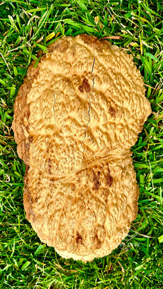 Brown Mallee Burl Cap #3586