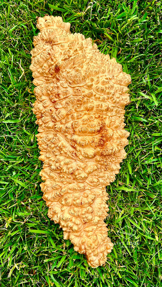 Red Mallee Burl Cap #3588