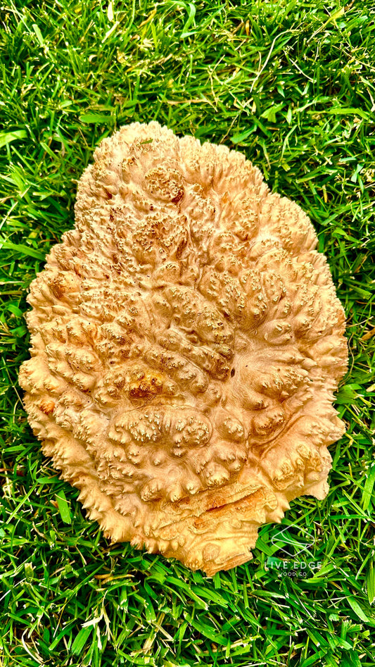 Red Mallee Burl Cap #3589