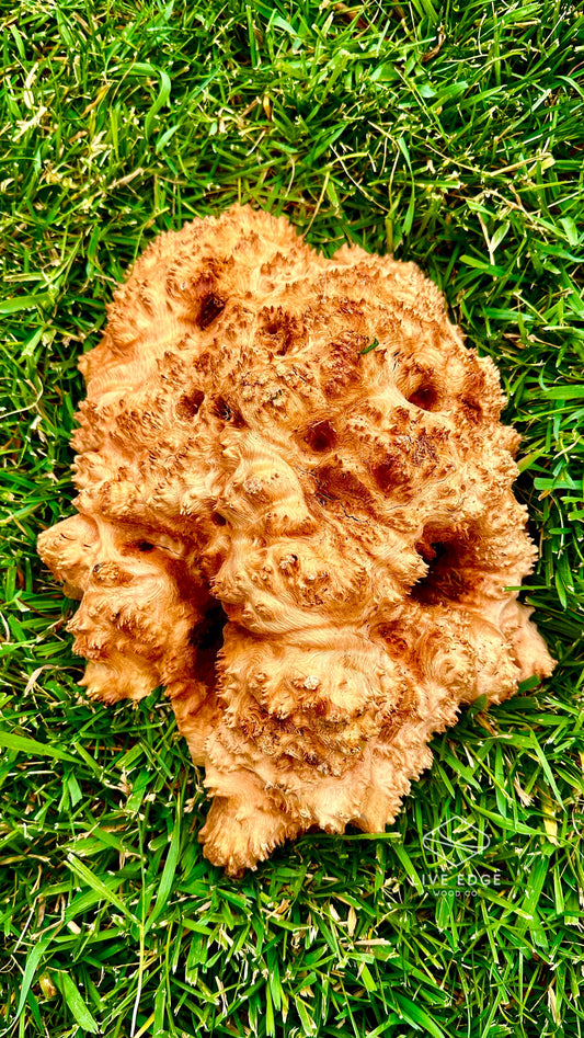 Red Mallee Burl Cap #3590
