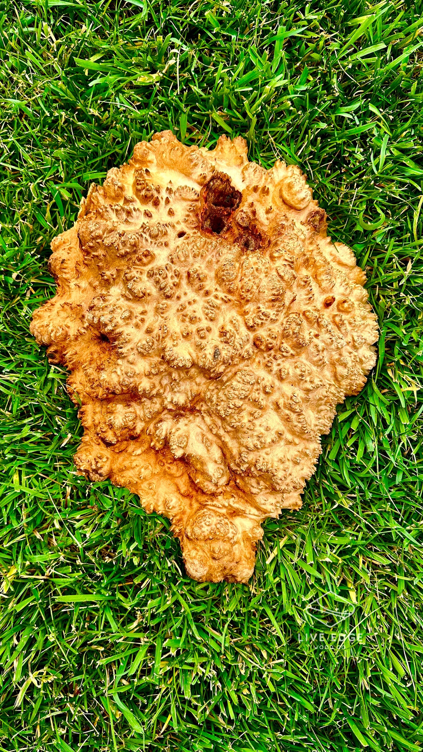 Red Mallee Burl Cap #3591