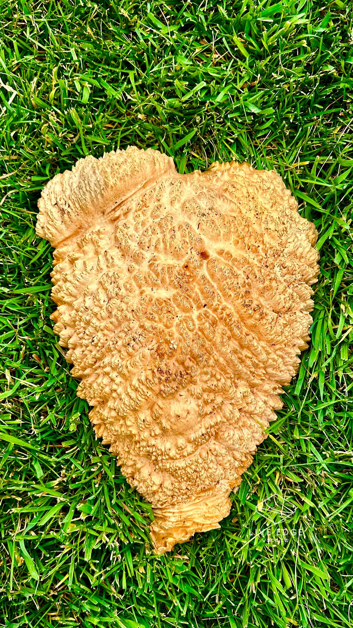 Red Mallee Burl Cap #3593