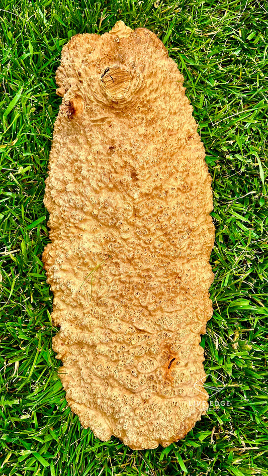 Red Mallee Burl Cap #3594