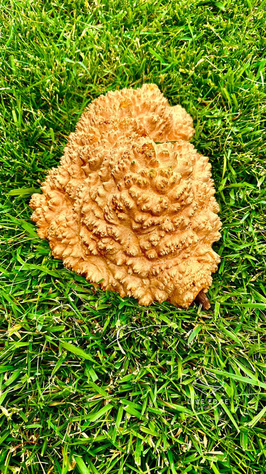 Red Mallee Burl Cap #3595