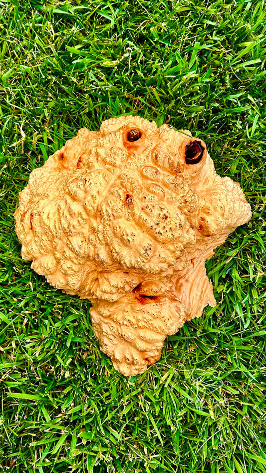 Red Mallee Burl Cap #3596