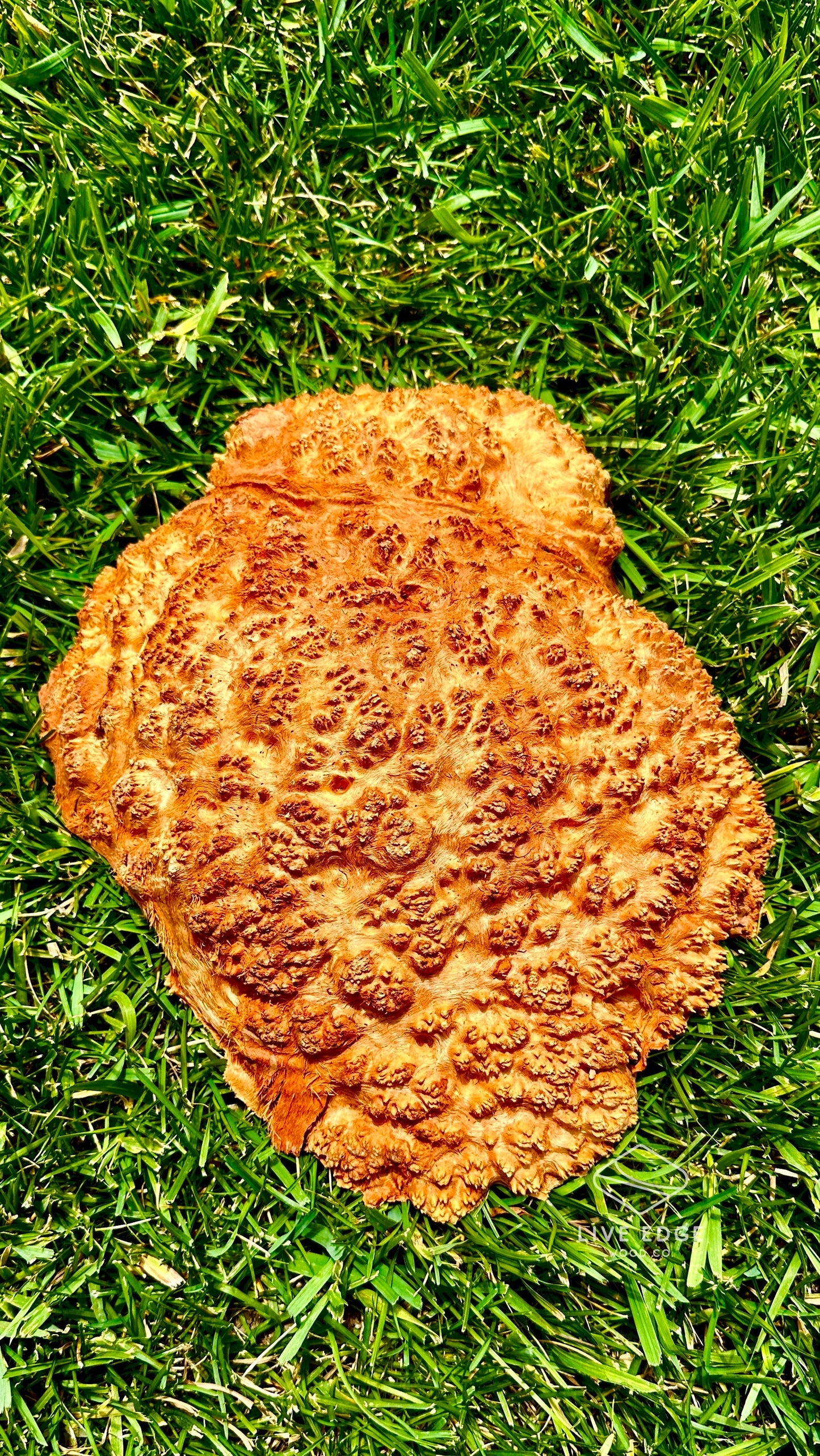 Red Mallee Burl Cap #3597