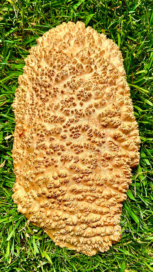 Red Mallee Burl Cap #3598