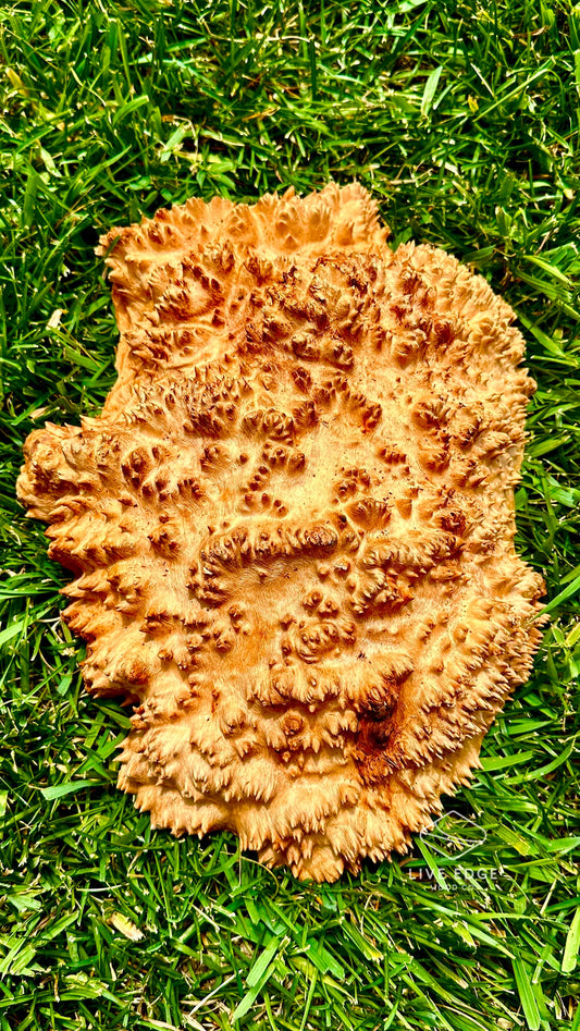 Red Mallee Burl Cap #3599