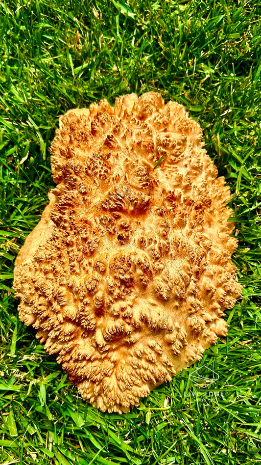 Red Mallee Burl Cap #3600