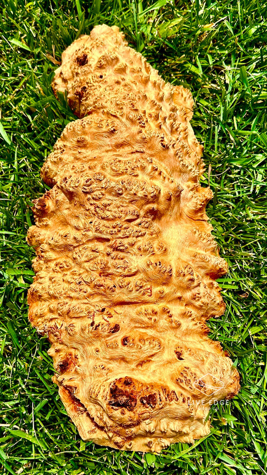 Red Mallee Burl Cap #3601