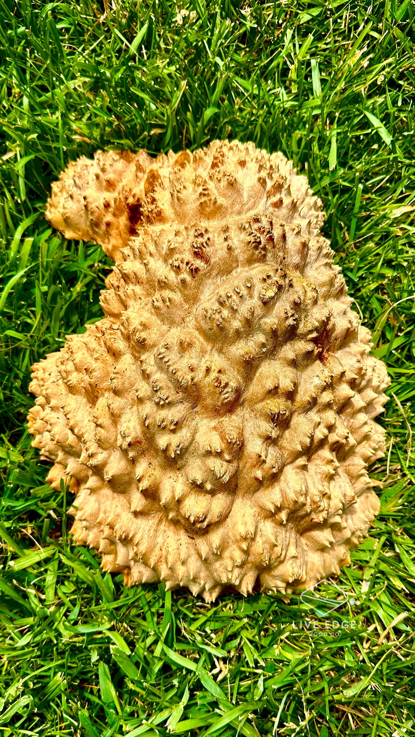 Red Mallee Burl Cap #3602