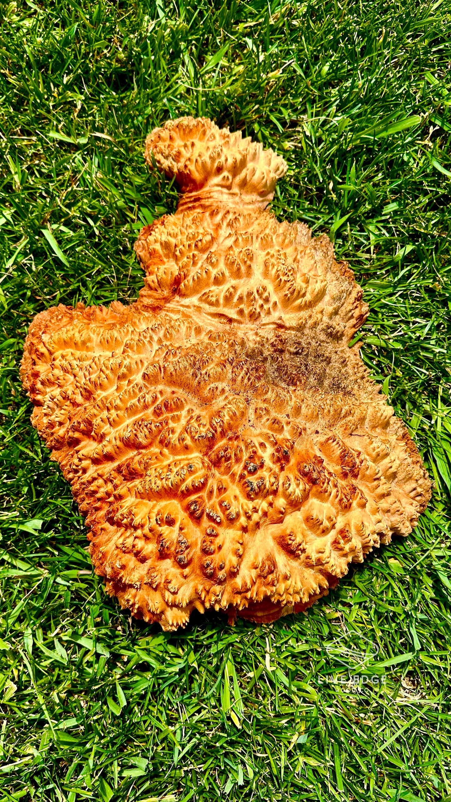 Red Mallee Burl Cap #3603