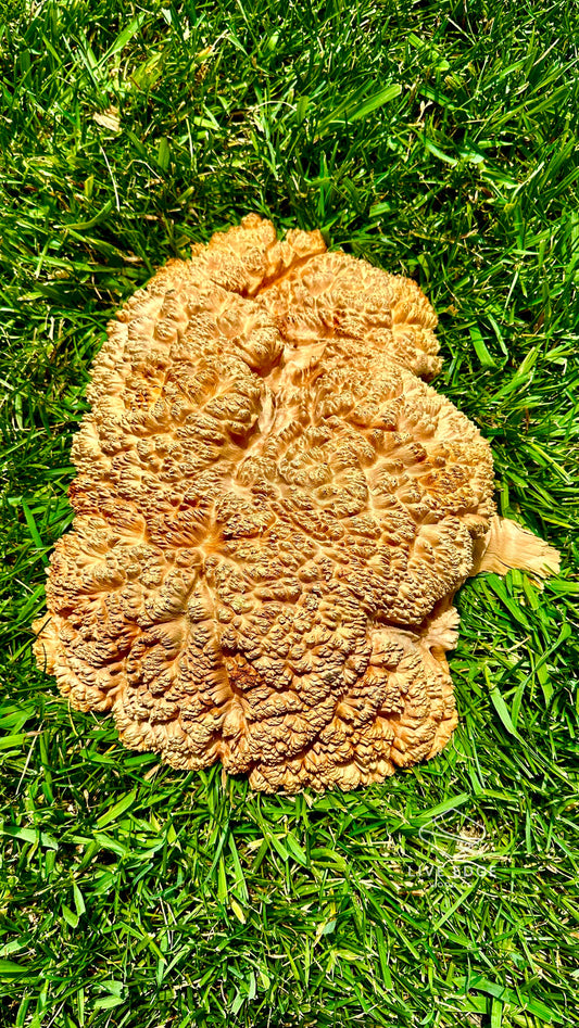 Red Mallee Burl Cap #3604