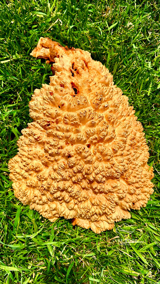 Red Mallee Burl Cap #3605