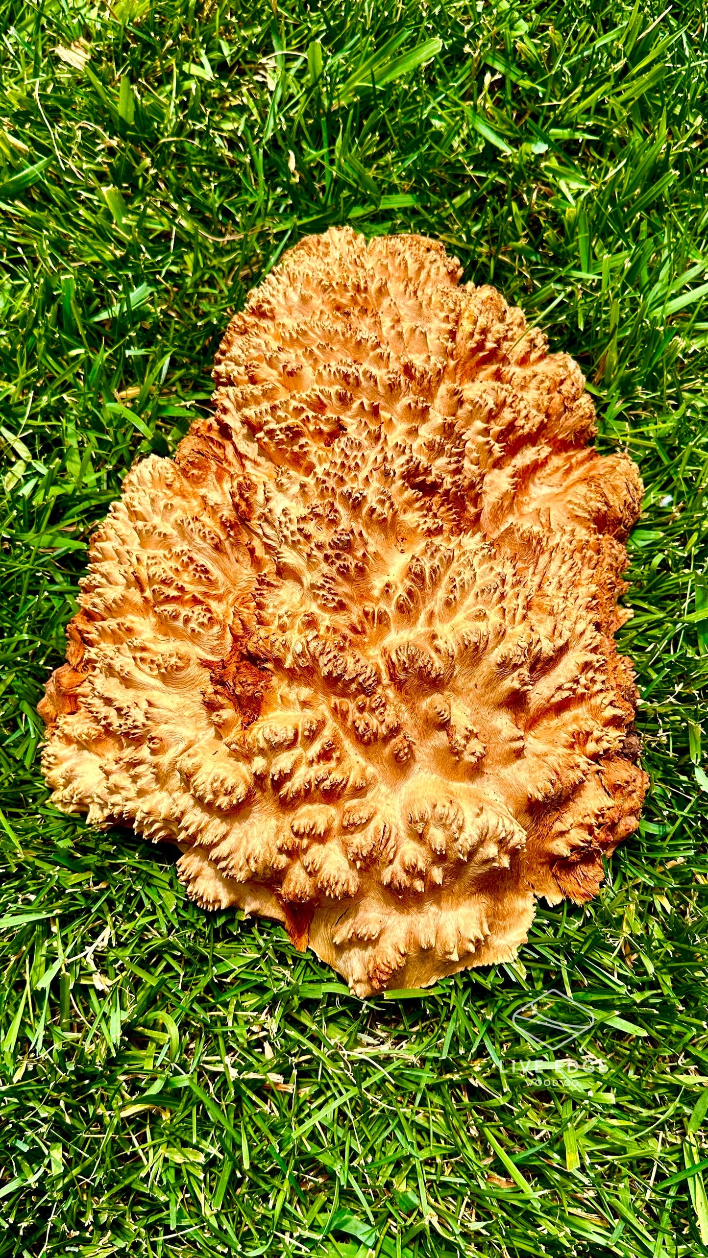 Red Mallee Burl Cap #3607