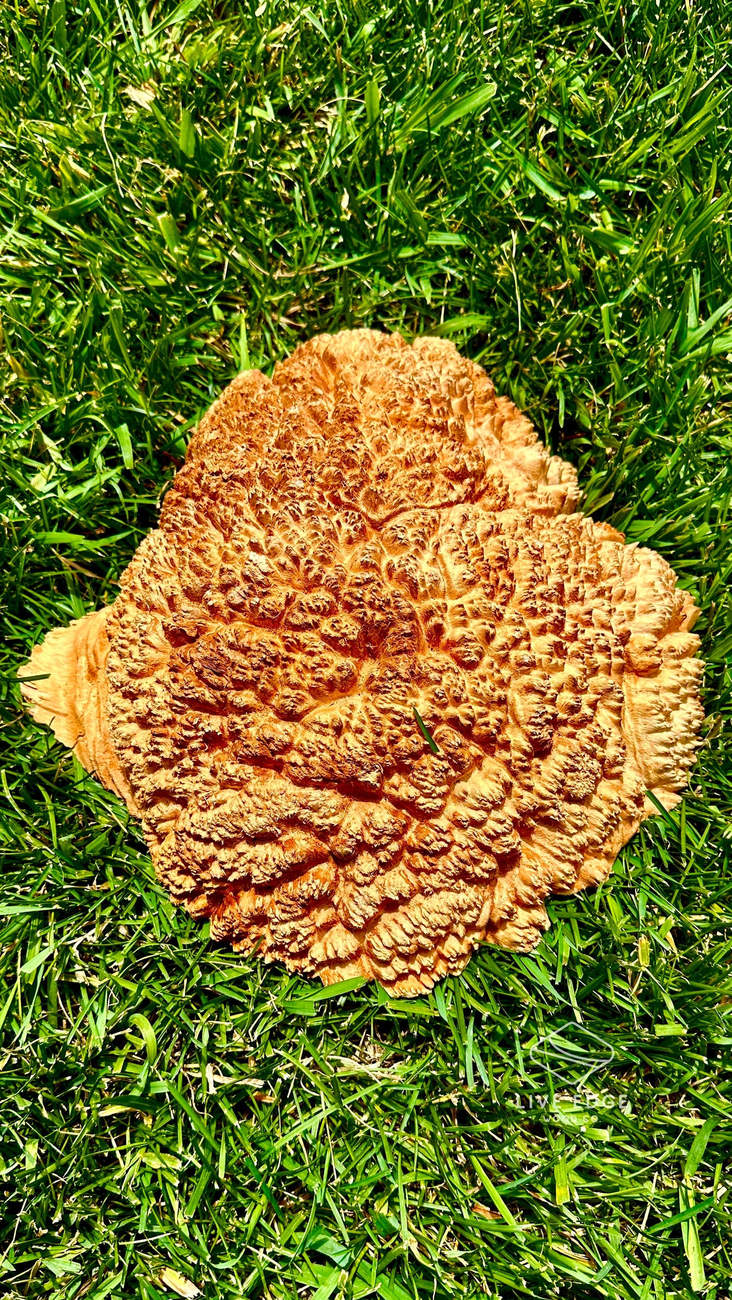 Red Mallee Burl Cap #3608