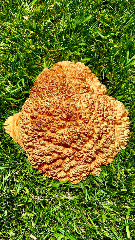 Red Mallee Burl Cap #3608