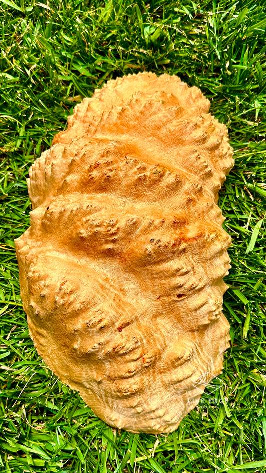 Red Mallee Burl Cap #3609