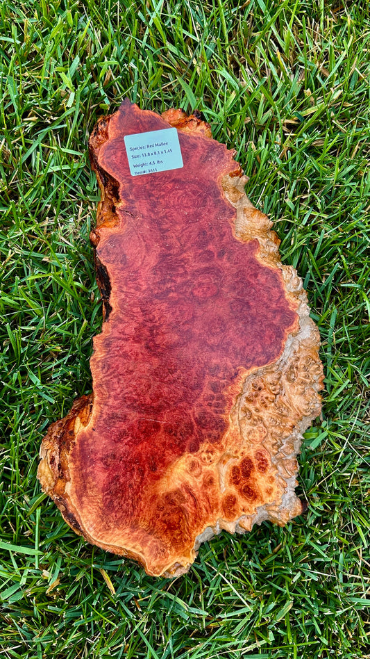 Red Mallee Burl Small Round #3611