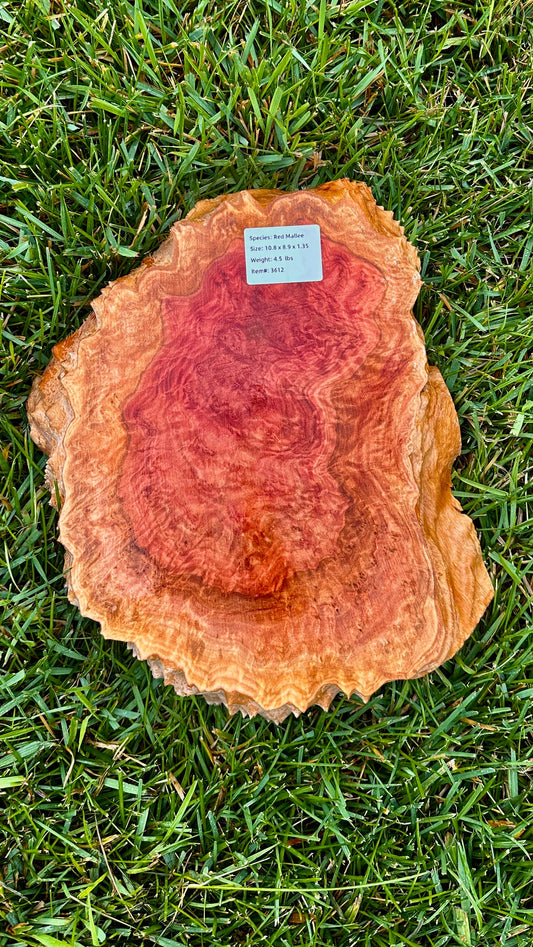 Red Mallee Burl Small Round #3612
