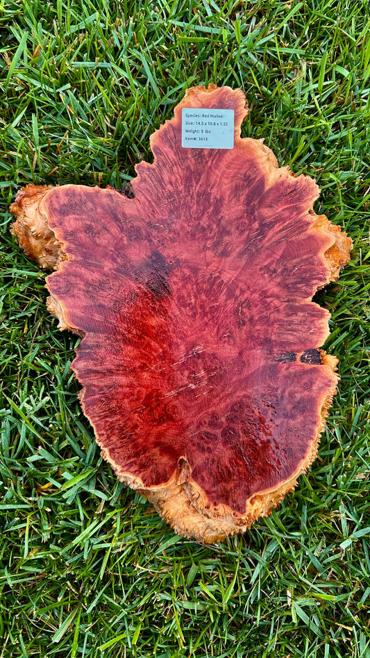 Red Mallee Burl Small Round #3613