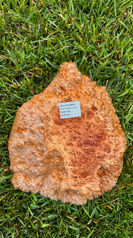 Red Mallee Burl Small Round #3614