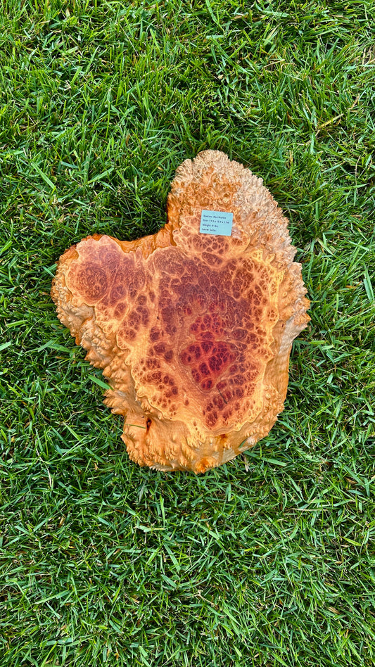 Red Mallee Burl Small Round #3616